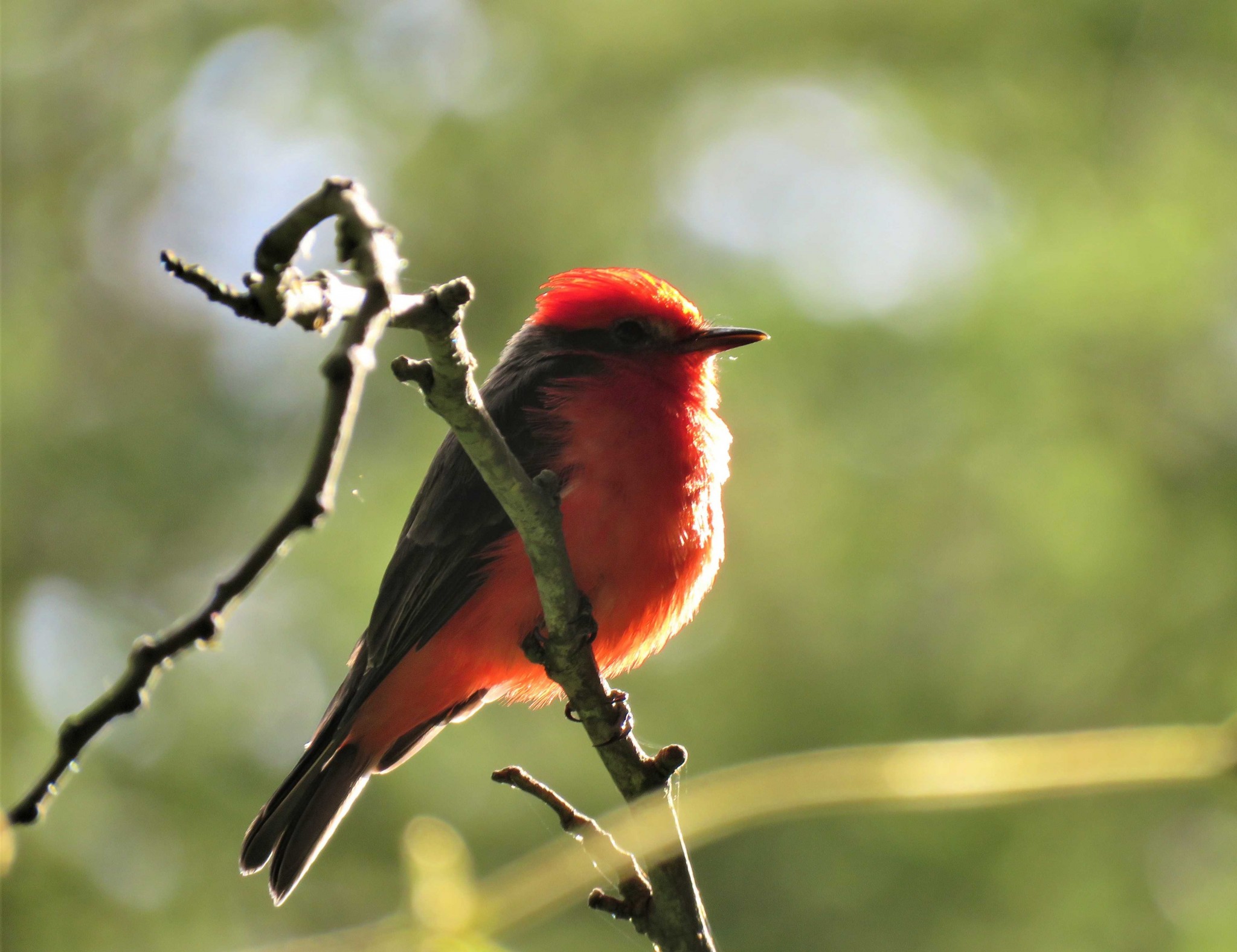 Conservation Projects